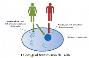 La desigual transmisión del adn